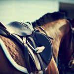 Horse harness essential accessories