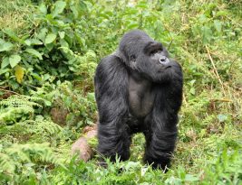 7-Day Rwanda Gorillas, Chimps & Lake Kivu Tour